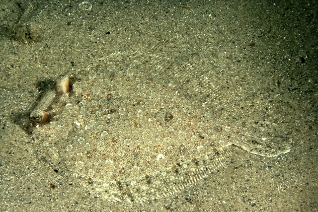 Bothus podas